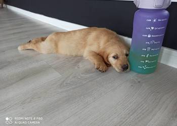 Golden retriever transport