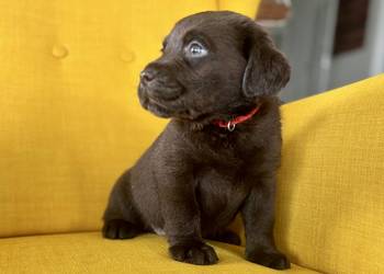 Labrador czekoladowy szczenię piesek