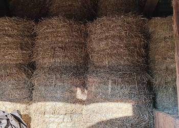 Siano,Sloma transport