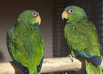 Amazonki  , pąsowe , białoczelne