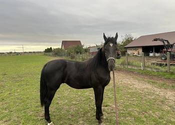 Sprzedam Ogiera