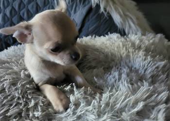 chihuahua