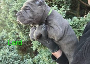American Bandog & Cane Corso