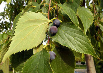 WIĄZOWIEC POŁUDNIOWY Celtis australis - NASIONA 600 sztuk - 100g.
