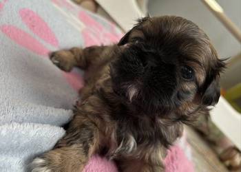 Suczka shih tzu do rezerwacji