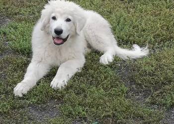 Sprzedam szczeniaka Owczarka Podhalańskiego