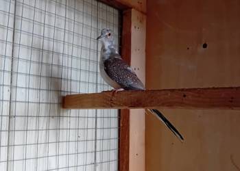 Gołąbek diamentowy szek 25r