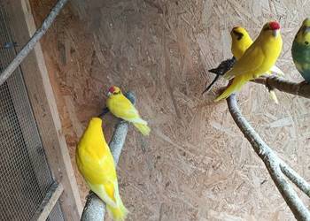 Papugi modrolotki kozy faliste nimfy i inne