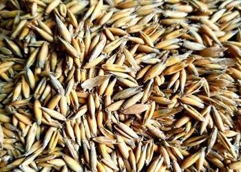 Sprzedam owies jary Bingo - cena za 100 kg.