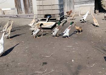 Biegusy indyjskie 2025