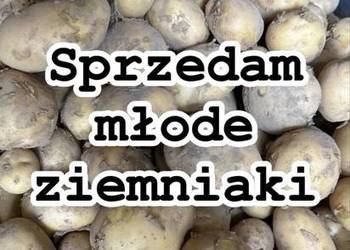 Sprzedam młode ziemniaki