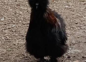 Sprzedam koguta silki kury jedwabiste