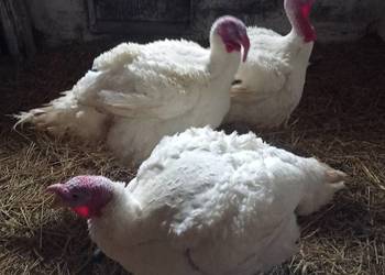 Sprzedam Indyki tuszka Sprzedam Indyki tuszka