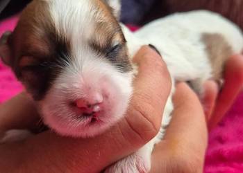 Do Rezerwacji Szczenięta Morkie