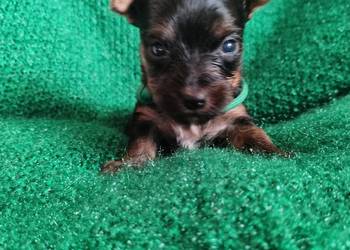 Szczenięta Yorkshire terrier do rezerwacji