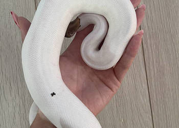 Python Regius | Samiec | Mojave Piebald poss Yellowbelly