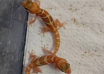 Paroedura picta, gekon madagaskarski