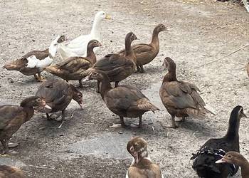 Kaczki i kaczory francuskie/piżmowe czekoladowe, staropolskie,pekin.