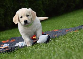 Golden Retriever Zkwp fci
