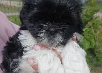Shih tzu piesek suczka