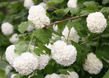 KALINA KORALOWA Viburnum opulus NASIONA 300 sztuk - 10g.