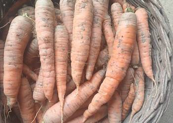 Sprzedam marchewkę, Dynów