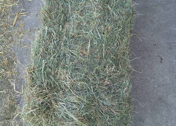 siano sloma w kostkach jęczmień jary po centrali kukurydza sucha