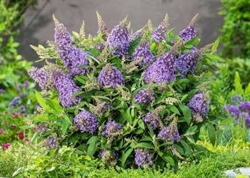 BUDLEJA BUTTERFLY CANDY LILA SWEETHEART - sadzonki w doniczkach