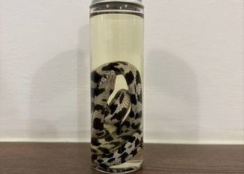 Wąż w butelce - ozdoba