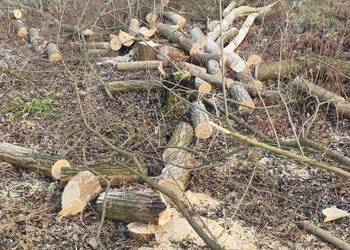 Drewno opałowe z akacji i wierzby