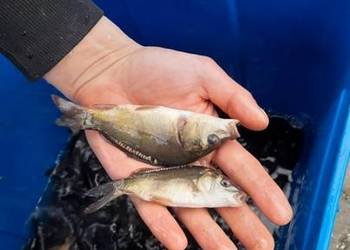 Karp , narybek , karpie , okolice Rzeszowa