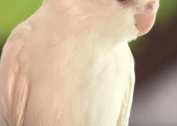 Nimfa oswojona roczna