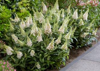 BUDLEJA BUTTERFLY CANDY LITTLE WHITE - sadzonki w doniczkach