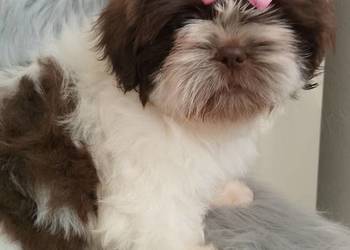 Biało czekoladowa suczka rasy Shih-Tzu