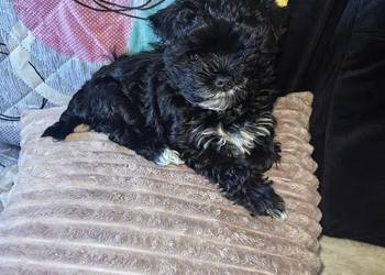 York piesek black czarny malutki