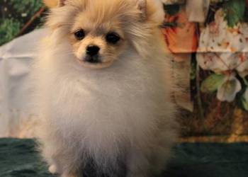 POMERANIAN - szpic miniaturowy suczka