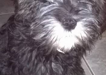 sznaucer miniaturowy,sznaucer miniatura szczeniak gotowy do odbiory