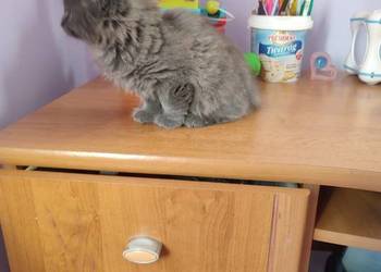 Kot brytyjski długowłosy kocurek