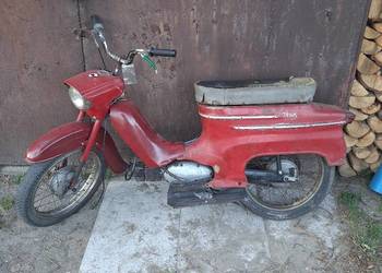 Jawka pancerka 50