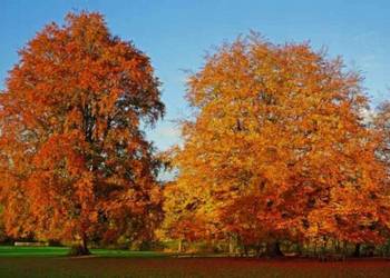 BUK ZWYCZAJNY Fagus sylvatica - NASIONA 50 sztuk - 10g.