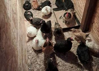 Cwergi  karzełki  40 szt