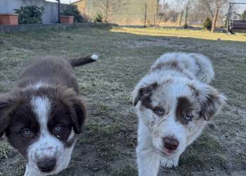 Szczeniaki Border Collie | z rodowodem | gotowe do odbioru