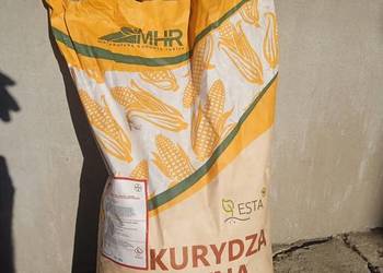Kukurydza do siewu