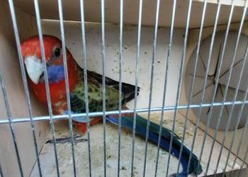 Rudosterki czerwonobrzuche, rozelle królewskie,zeberki