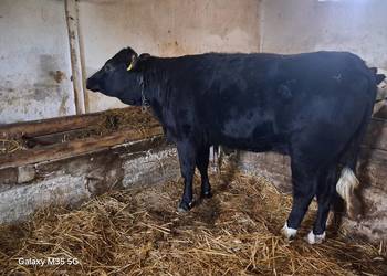 Jałówka pod zacielenie