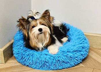 Biewer mini Yorkshire Terrier Do odbioru malutki cudowny piesek York