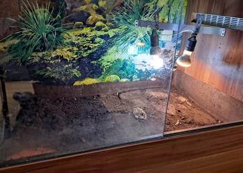 Terrarium z żółwiami