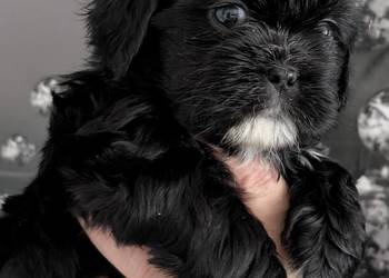 Szczenięta shih tzu z genem blue
