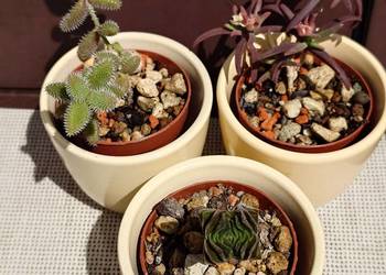 Sukulenty 3 szt osłonki ceramiczne Crassula Buddhas Delosperma  kolekcja
