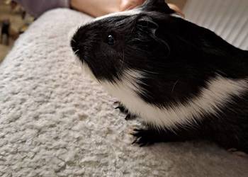 Oddam świnkę morską